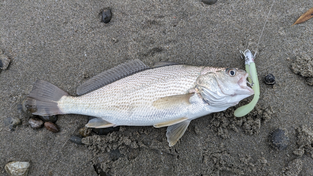 イシモチ