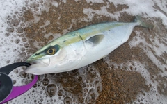 ツバスの釣果