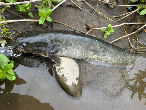 ナマズの釣果