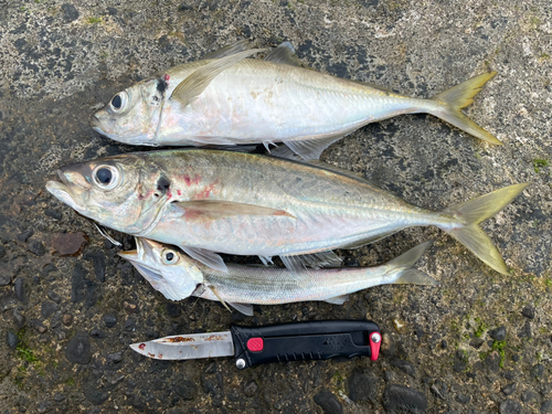 マアジの釣果