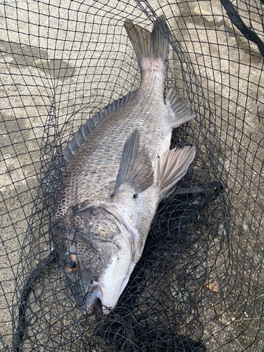 チヌの釣果