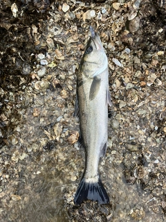 タイリクスズキの釣果