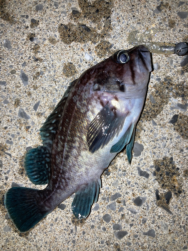 マゾイの釣果