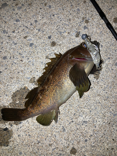 エゾメバルの釣果