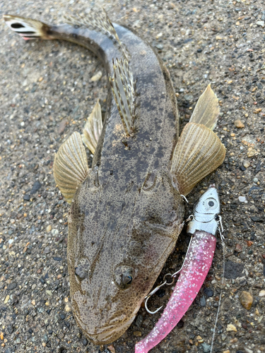 マゴチの釣果