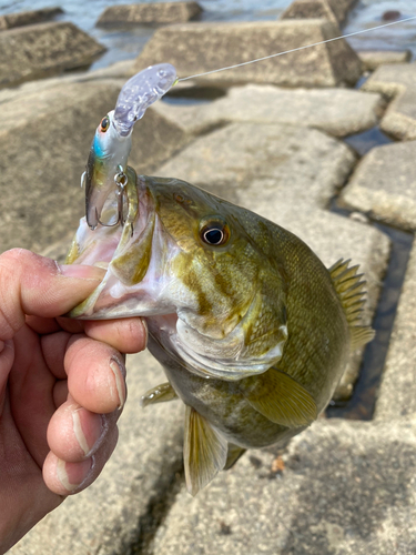 スモールマウスバスの釣果