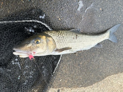 ニゴイの釣果