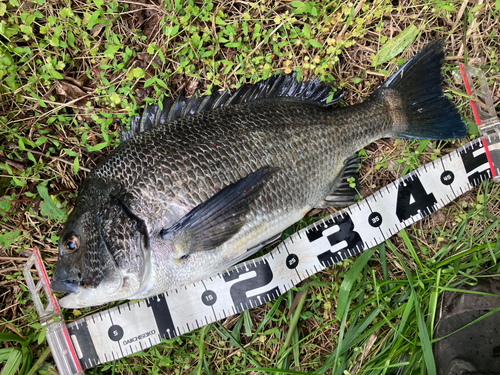 クロダイの釣果