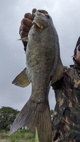 スモールマウスバスの釣果