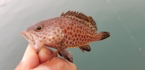 オオモンハタの釣果