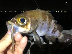 メバルの釣果