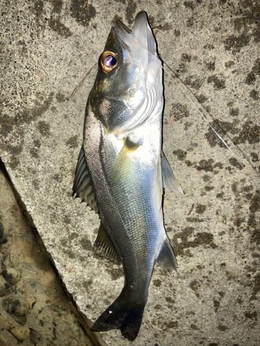 セイゴ（マルスズキ）の釣果