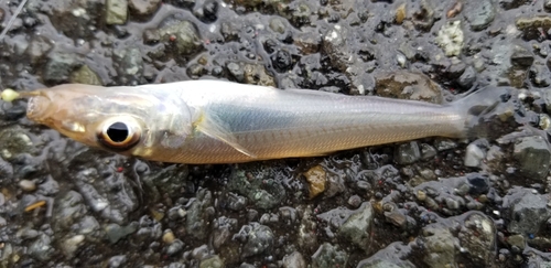 キスの釣果