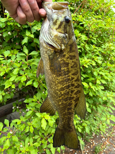 スモールマウスバスの釣果