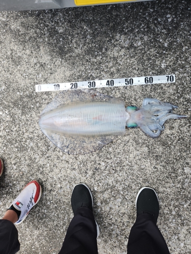 鹿児島湾南部