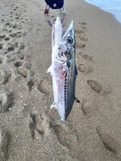 サゴシの釣果