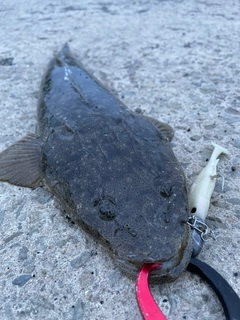 マゴチの釣果