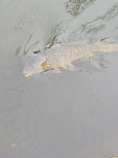 コイの釣果