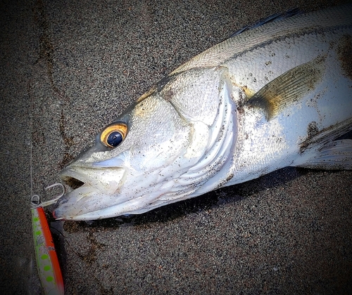 三陸海岸（青森）