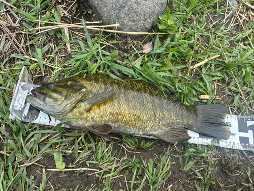 スモールマウスバスの釣果