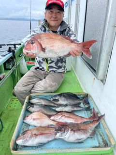 マダイの釣果