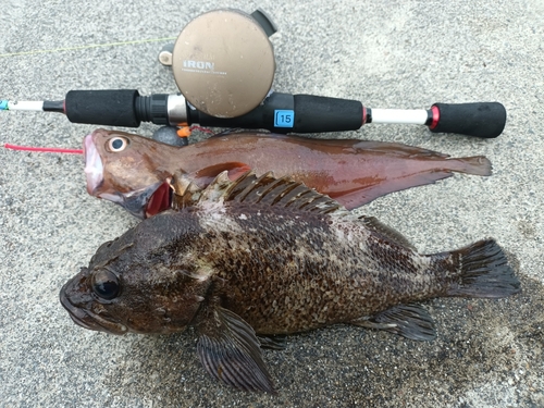 ドンコの釣果