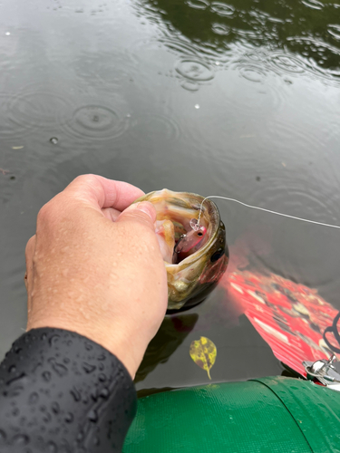 ラージマウスバスの釣果