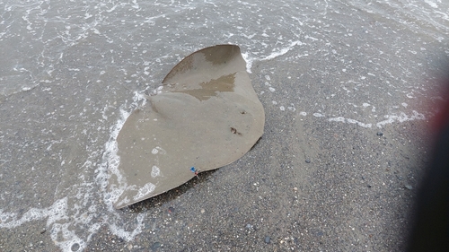 ツバクロエイの釣果