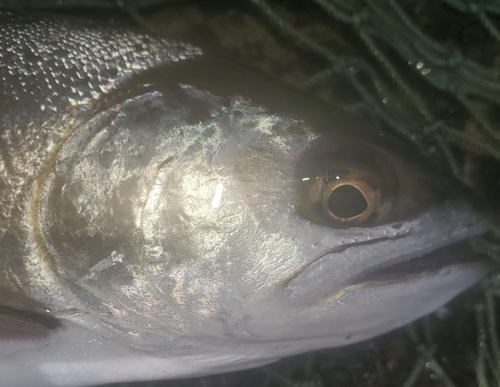 ヤマメの釣果