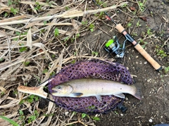 イワナの釣果