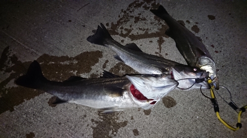 シーバスの釣果