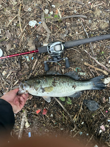 ブラックバスの釣果