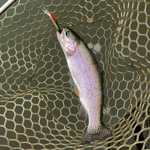 ニジマスの釣果