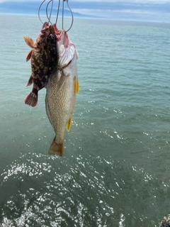 イシモチの釣果