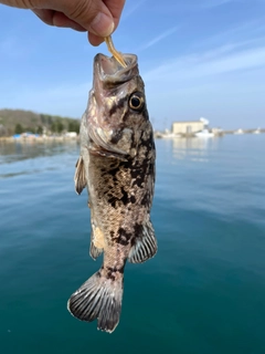 ソイの釣果