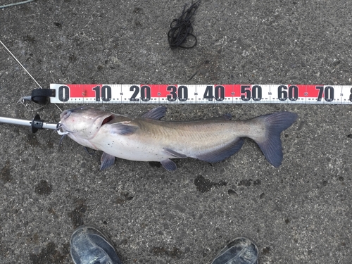 アメリカナマズの釣果