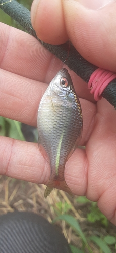 タイリクバラタナゴの釣果