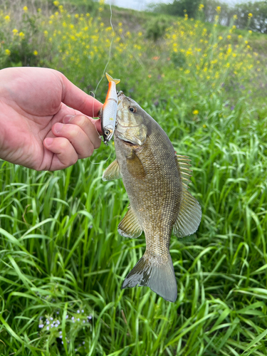 スモールマウスバスの釣果