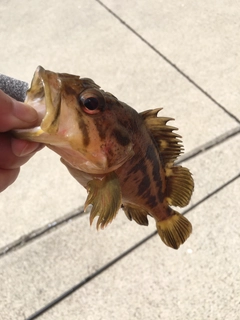 シマゾイの釣果