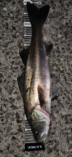 シーバスの釣果