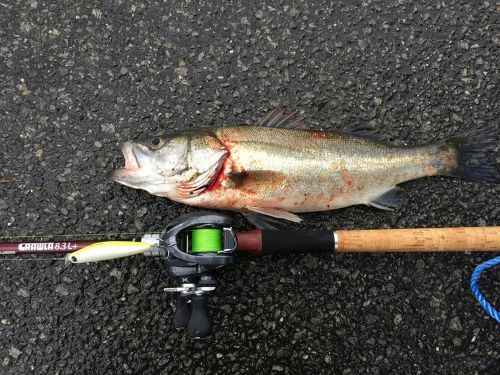 マルスズキの釣果