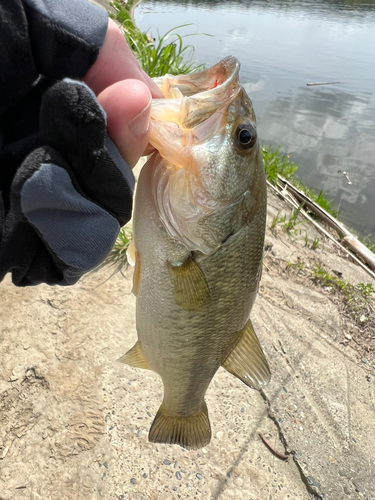 ラージマウスバスの釣果