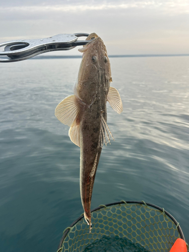 マゴチの釣果