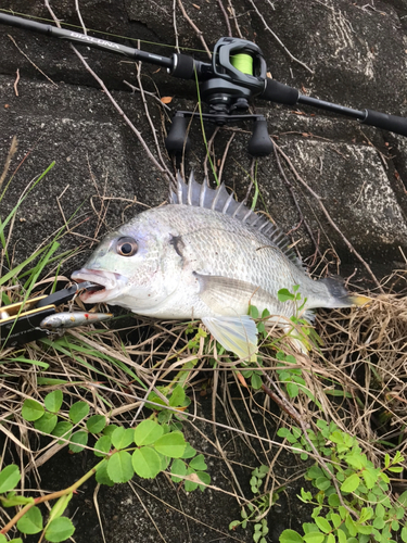 キビレの釣果