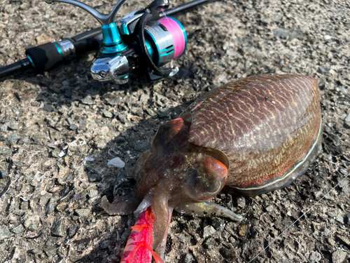 コウイカの釣果