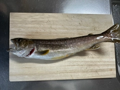 エゾイワナの釣果