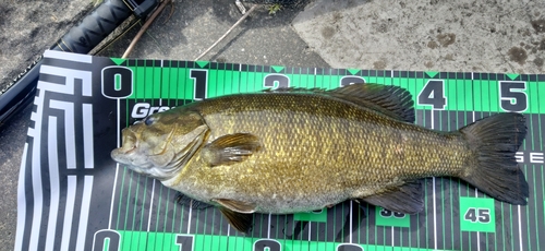 スモールマウスバスの釣果