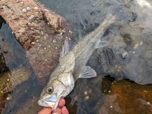 セイゴ（マルスズキ）の釣果