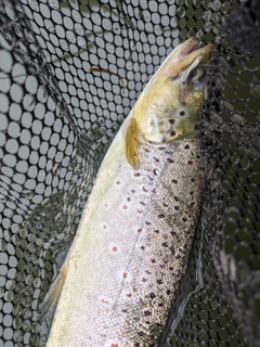 ブラウントラウトの釣果