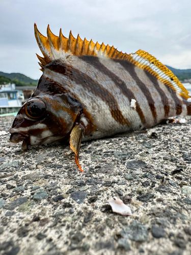 タカノハダイの釣果